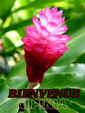 Alpinia